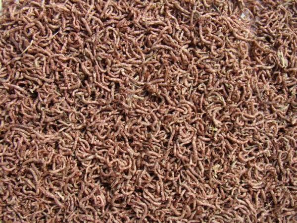 Buy Dried Blood Worms Online at the lowest Price in India - www