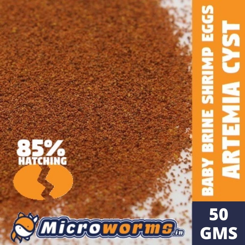 brine shrimp eggs online