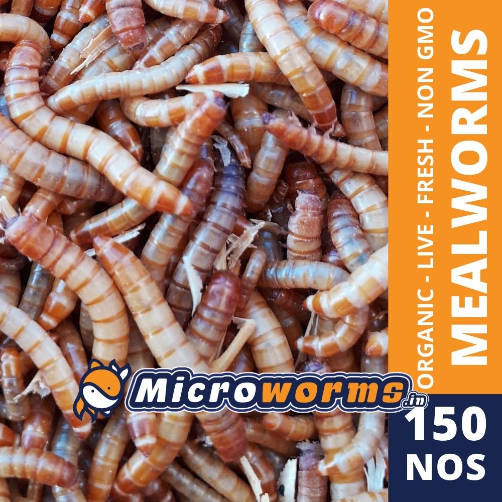 https://www.microworms.in/img/prod/20210717050751.jpg?name=Live-Mealworm%20(150%20nos/15%20gram)