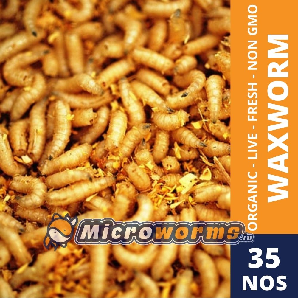 Buy Live Wax Worm Online at the Lowest price in India -www