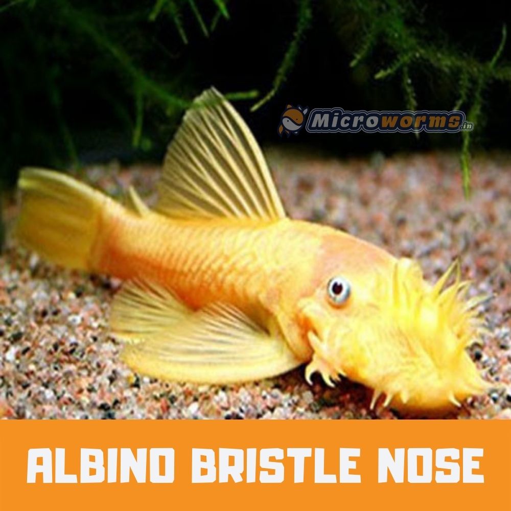 Buy Albino Britle Nose Online at the Lowest price in India 