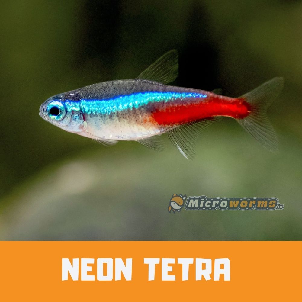 Tetra fish price hotsell