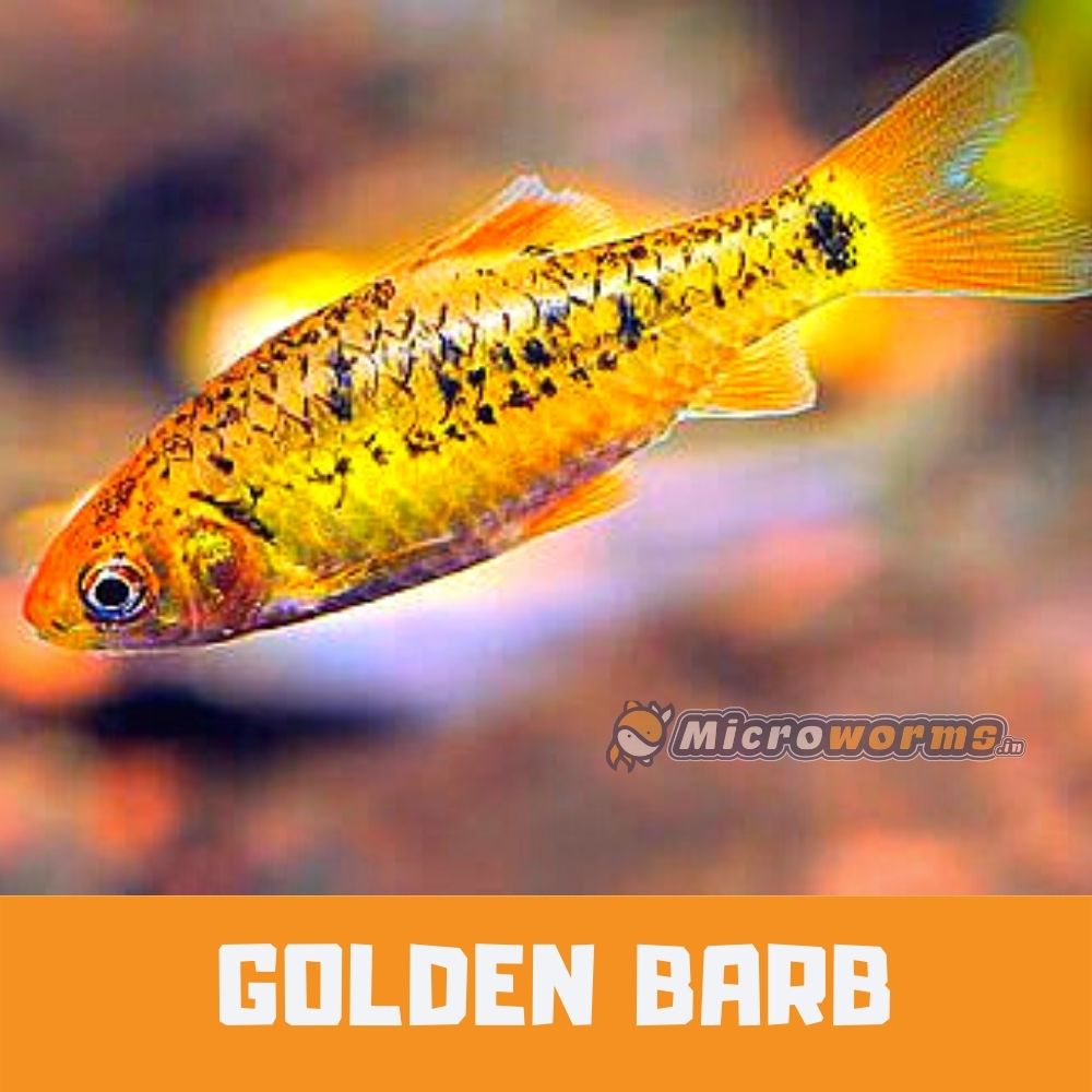 Buy Golden Barbs Online at the Lowest Price in India - www.microworms.in