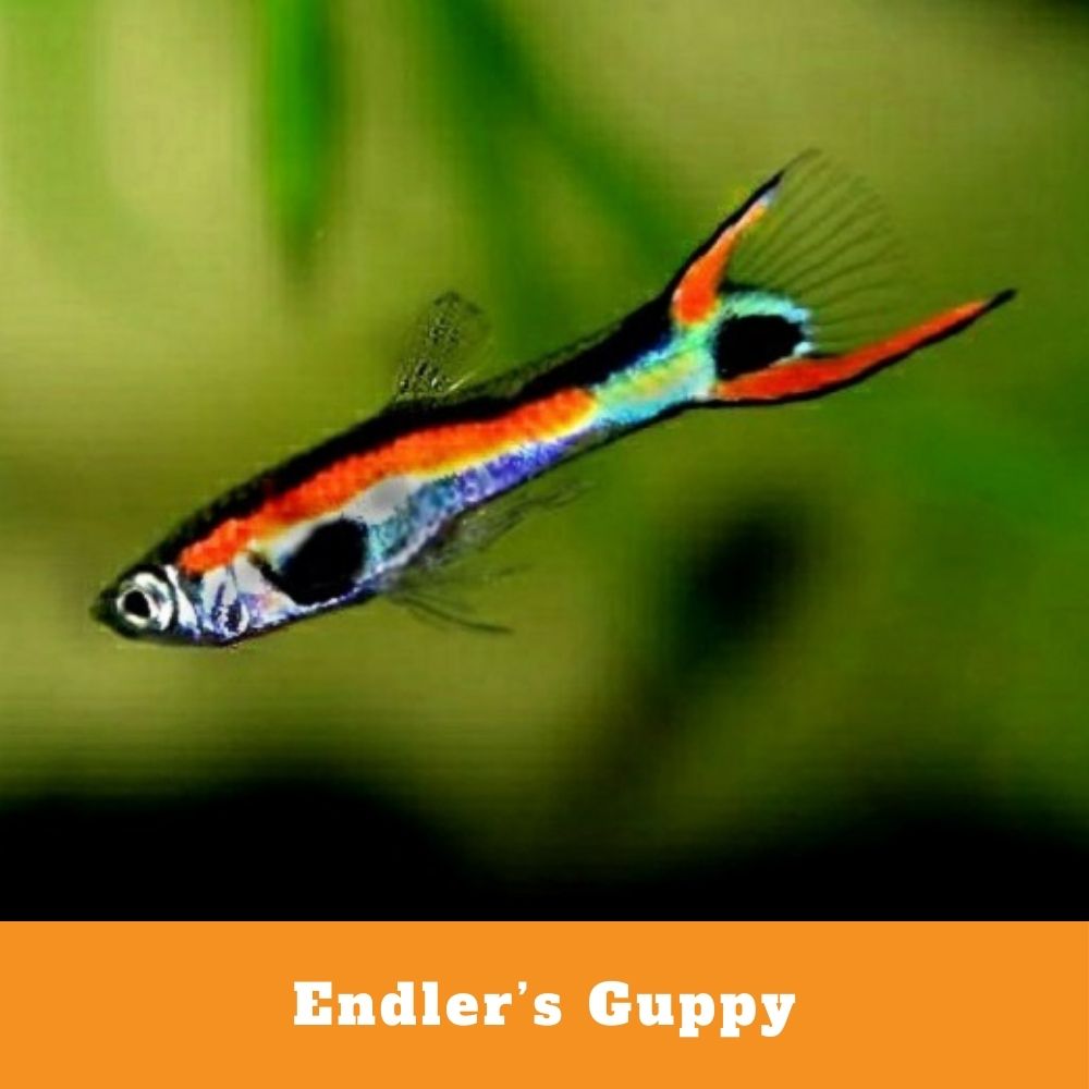 Endler guppy care online
