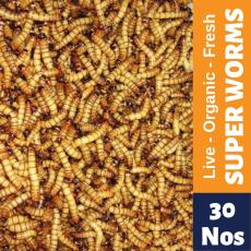 Live Superworm (30 nos)