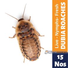 Dubia roach nymphs
