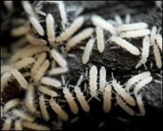 Live Springtail Culture