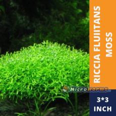 Riccia fluitans Moss