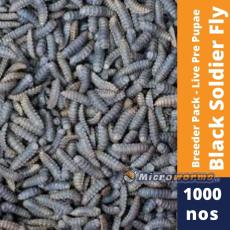 Live BSF - Black Soldier Fly (Pre Pupae- Breeding Pack)