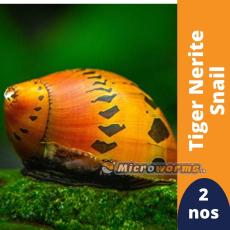 Tiger Nerite Snail