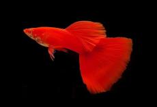 Albino Full Red (AFR) Guppy Pair