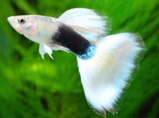 Tuxedo White Guppy Pair