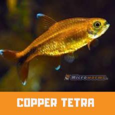 Copper Tetra