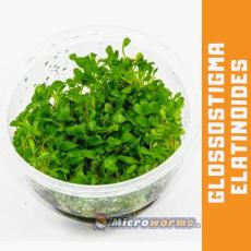 Glossostigma Elatinoides