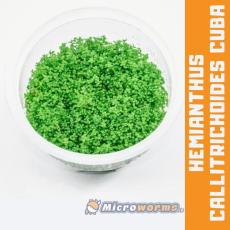 Hemianthus Callitrichoides Cuba