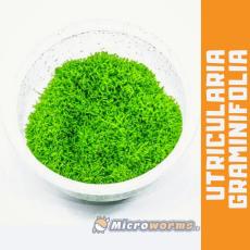 Utricularia Graminifolia