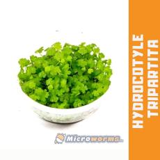 Hydrocotyle Tripartita Mini
