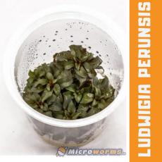 Ludwigia Peruensis (Ludwigia Glandulosa)