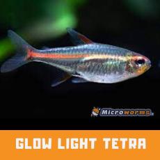 Glow Light Tetra