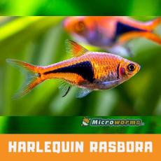 Harlequin Rasbora
