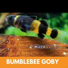 Bumblebee Goby