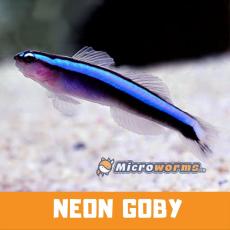 Neon Goby