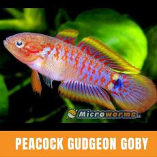 Peacock Gudgeon Goby