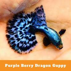 Purple Berry Dragon Guppy Pair