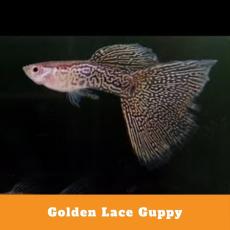 Golden Lace Guppy Pair