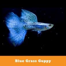 Blue Grass Guppy Pair